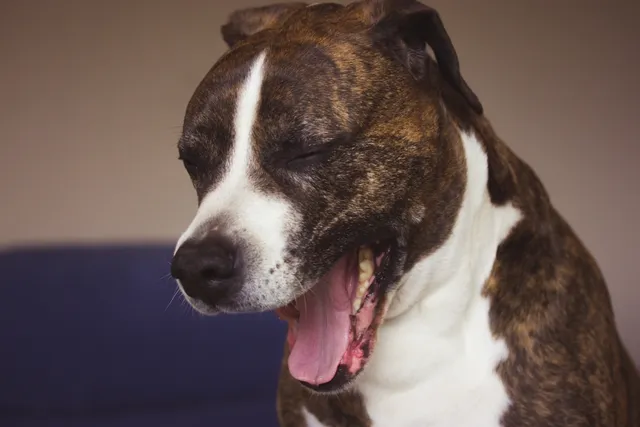 Why Does My Dog Burp So Much? Vet-Reviewed Causes & When to Worry