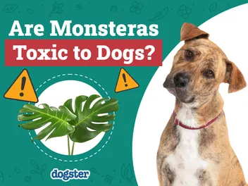 Are Monsteras Toxic to Dogs? Vet-Verified Facts, Info & Poison Help