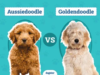 Aussiedoodle vs Goldendoodle: The Differences (With Info & Pictures)