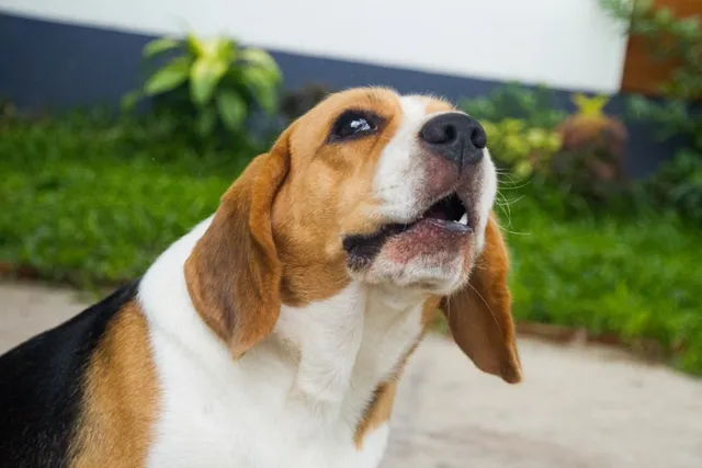 Dog Whimpering: Why They Do It & What It Means? Vet-Approved Causes