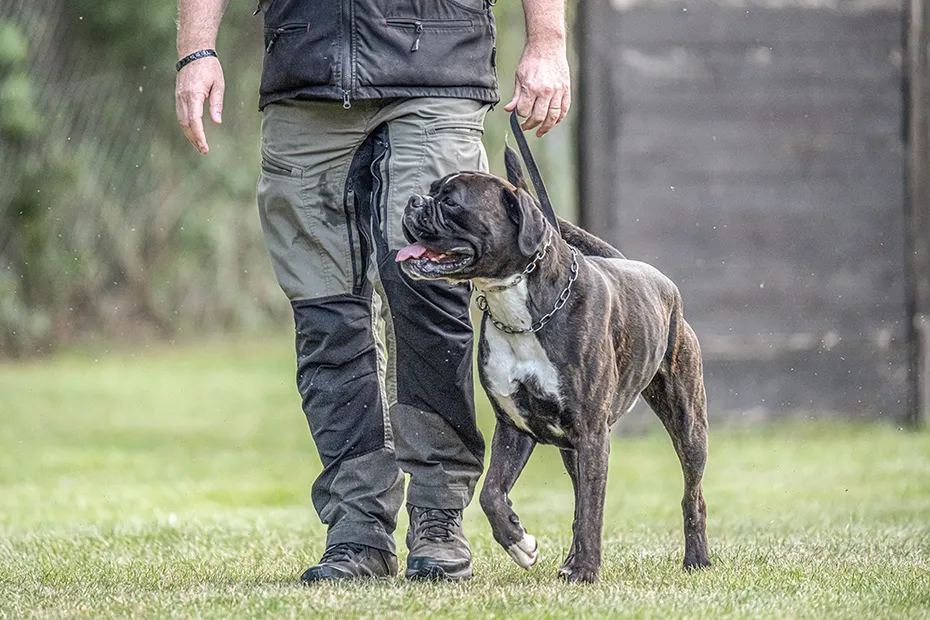 boxer dog doing police training