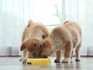 10 Best Dog Foods for Akitas in 2026: Reviews & Top Picks