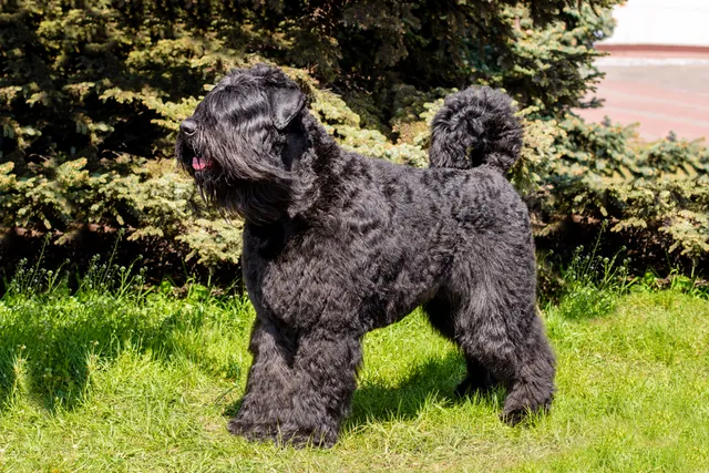 Bouvier des Flandres Dog Breed: Info, Pictures, Origin & More