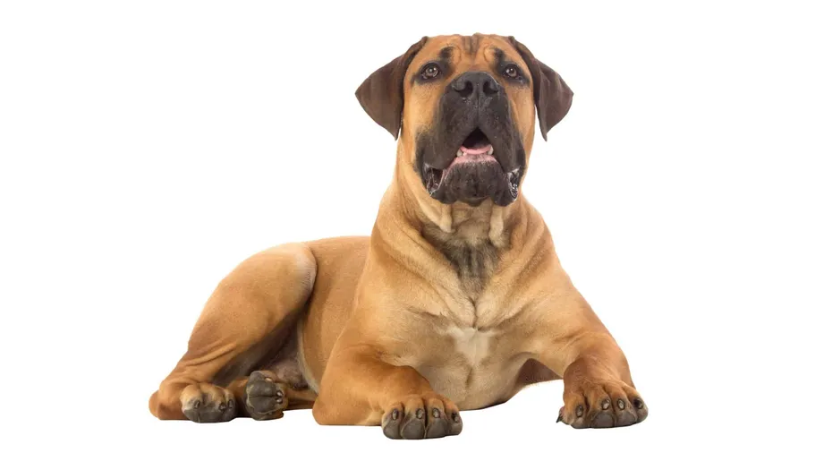 Rare breed South African boerboel puppy posing in studio.