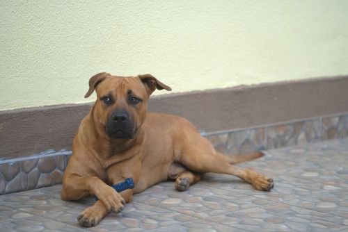 German Shepherd and Pit Bull Mix