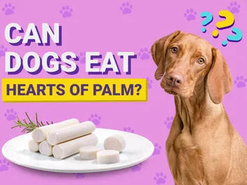 Can Dogs Eat Hearts of Palm? Vet-Verified Nutrition Facts & Considerations