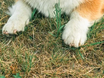 Does a Corgi Have Dew Claws? Facts & FAQ