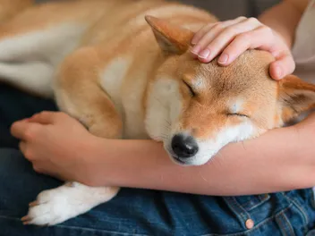 Does a Shiba Inu Like to Cuddle? Vet-Verified Breed Temperament & Bonding Tips