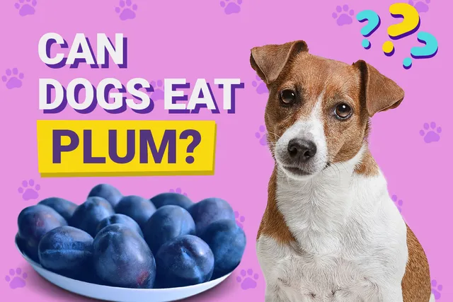 Can Dogs Eat Plums? Vet-Verified Nutrition Facts & Risks