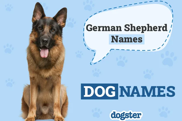 250+ German Shepherd Names: Popular & Unique Ideas 2026