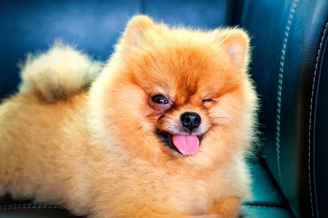 Why Does My Dog Wink At Me? 4 Vet Reviewed Reasons & Tips