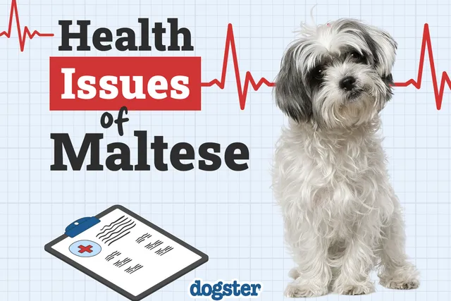 12 Common Health Problems in Maltese Dogs: Vet-Reviewed Illnesses & Diseases