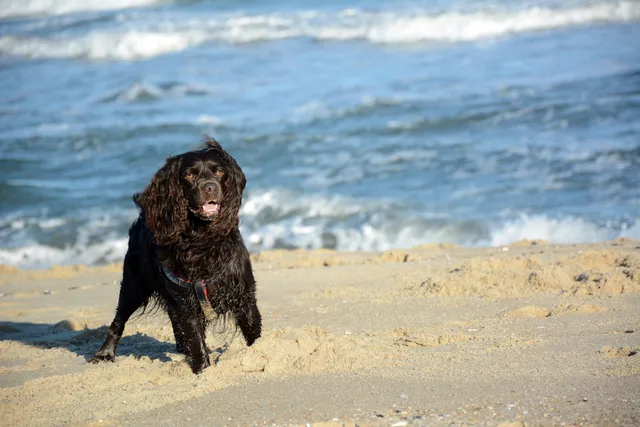 Top 11 Dog-Friendly Beaches in Delaware in 2026: On & Off-Leash Locations