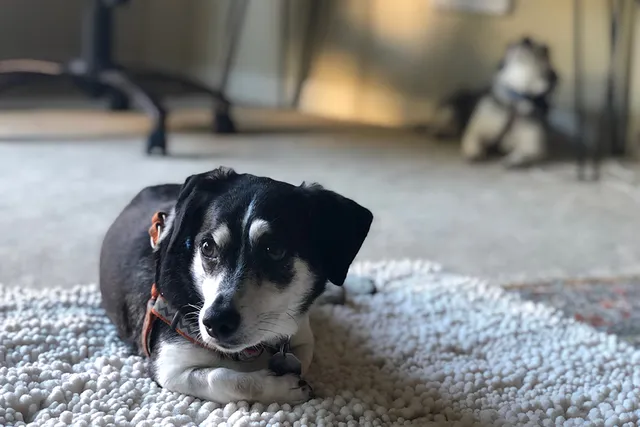 Bo-Dach (Boston Terrier & Dachshund Mix): Info, Pictures, Care & More