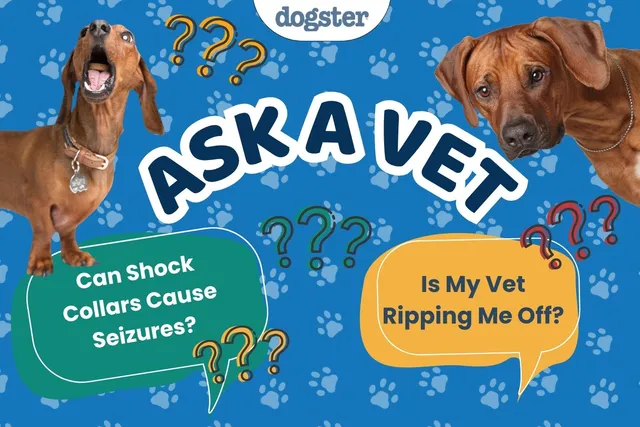 Ask Dr. Paola - Help! Can Shock Collars Cause Seizures? (June 1, 2026)