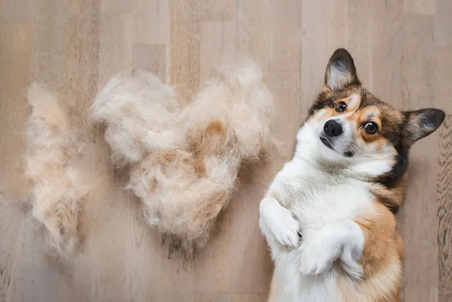 Dog Hair vs. Fur: Vet-Verified Differences & How to Treat Them