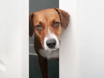 I Adopted a Dog With Separation Anxiety: 15 Vet-Approved Care Tips
