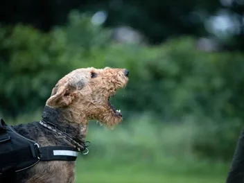 How to Help an Aggressive or Reactive Dog: 8 Useful Tips (Vet Reviewed)