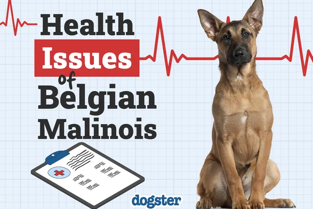7 Belgian Malinois Health Issues to Watch For (Vet Answer)