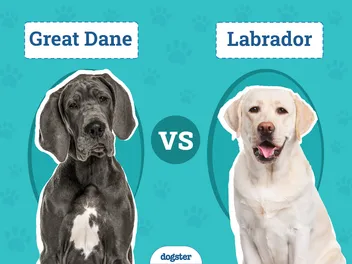 Great Dane vs Labrador: Key Differences (With Pictures)