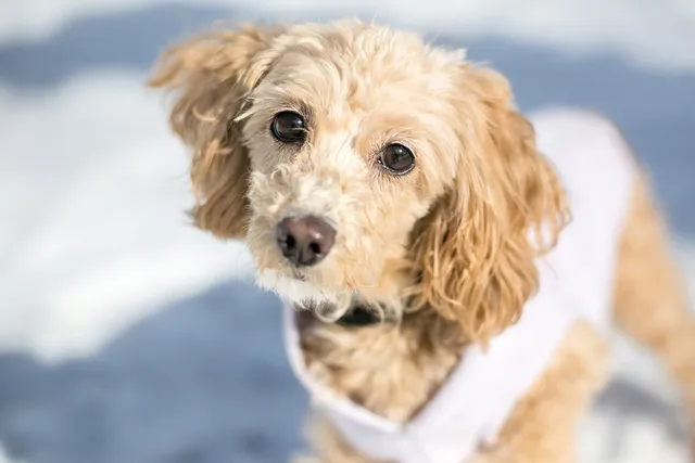 13 Cocker Spaniel Mixes (With Pictures)