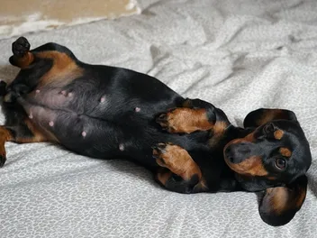 What to Feed a Pregnant Dog: First, Second & Third Trimesters (Vet-Approved Guide)