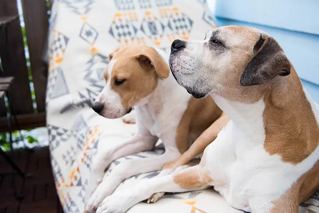 10 Benefits of Getting Your Senior Dog a Puppy Companion: Vet-Verified Facts