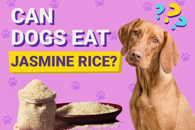 Can Dogs Eat Jasmine Rice? Vet-Reviewed Facts & Tips
