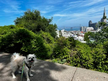 Step Right Up: Tours by Gizmo