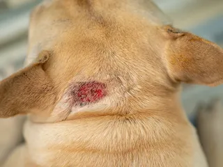 Hot Spots on Dogs: Our Vet Explains the Causes, Signs & Treatment