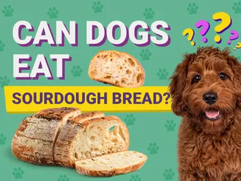 Can Dogs Eat Sourdough Bread? Vet-Approved Facts & Risks