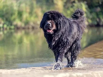 Is a Newfoundland Dog Hypoallergenic? Vet-Approved Facts & FAQ