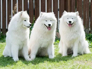 19 Types of Spitz Dog Breeds: Info, Pictures, Facts & History