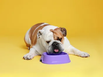 10 Best Dog Foods for English Bulldogs in 2026 - Reviews & Top Picks