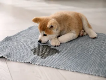 5 Reasons Why Dogs Lick Pee & Vet Approved Ways to Stop It