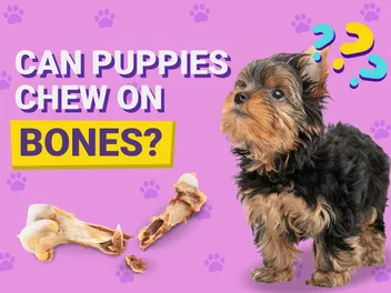 Can Puppies Chew on Bones? Vet Approved Risks & Safe Alternatives