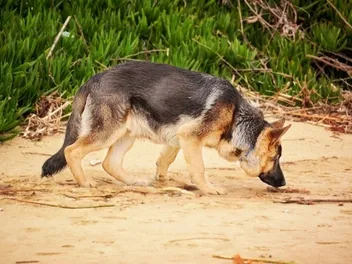 Scent Hounds: What Are They, Pros, Cons & FAQ