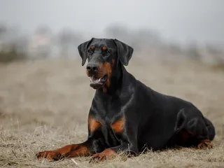 Doberman Pinscher Dog Breed: Info, Pictures, Care & More