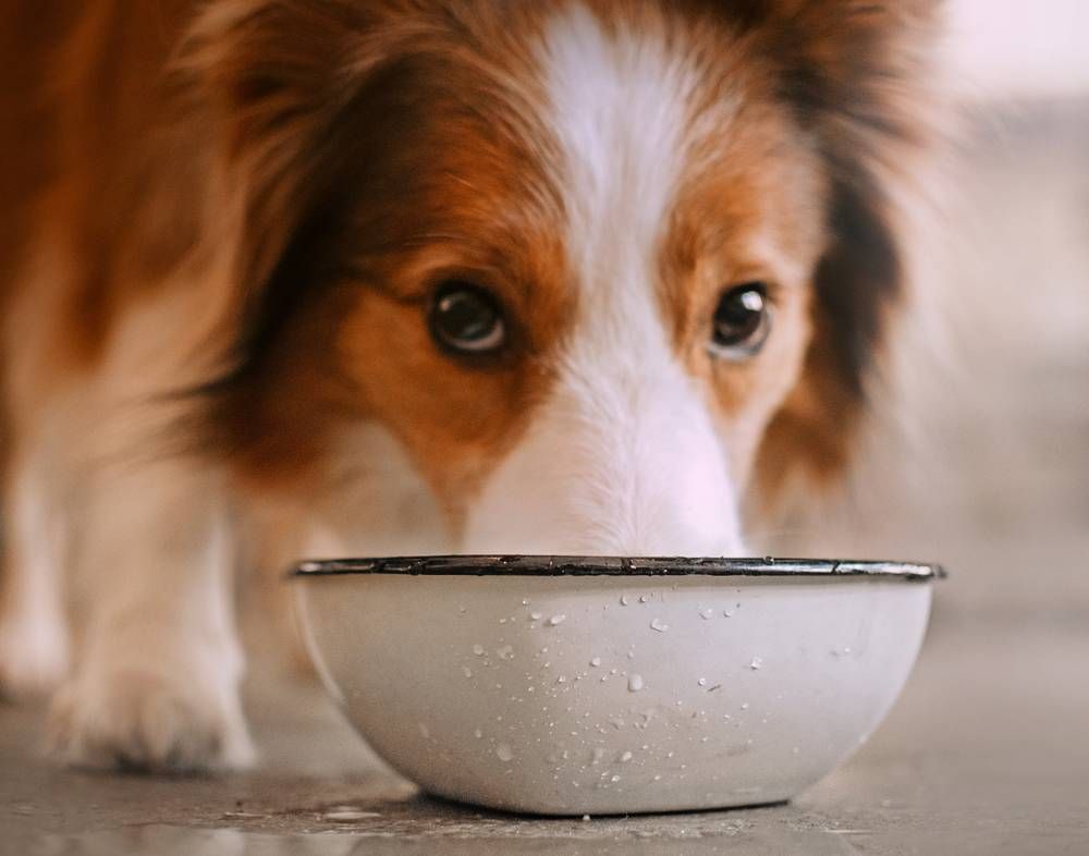 dog drinking from bowl