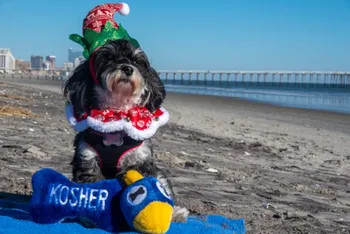 Maltese dog on the beach with plush Hanukkah toys
