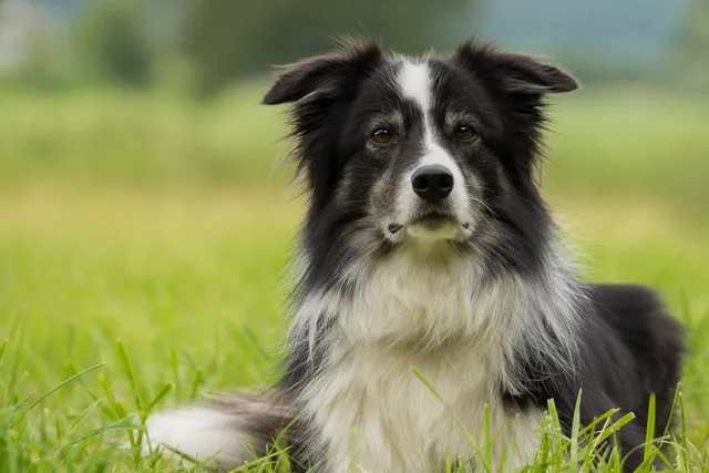 Black and White Australian Shepherd: Info, Pictures, Origin & History