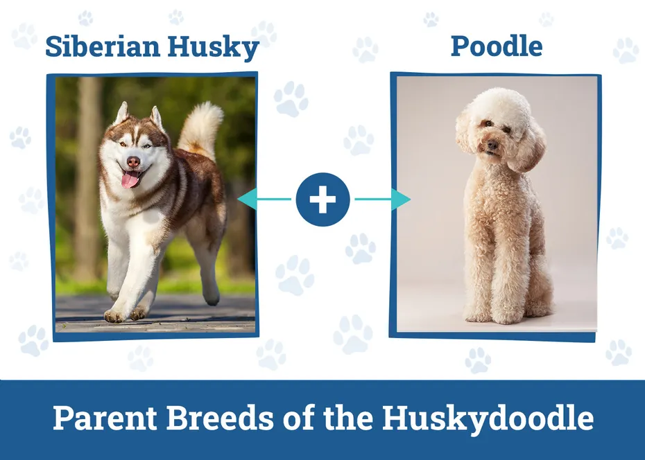 Parent Breeds of the Huskydoodle