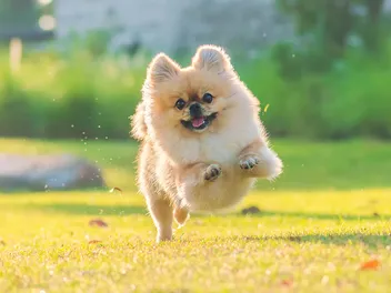 Are Pomeranians Smart? Vet-Verified Intelligence Facts