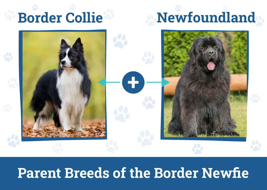 Parent Breeds of the Border Newfie