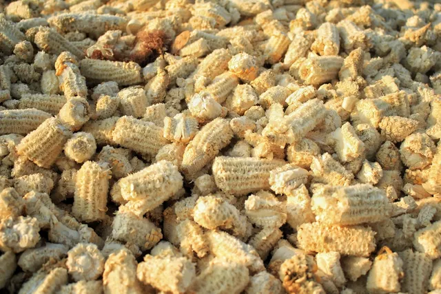 My Dog Swallowed a Corn Cob: Our Vet Explains Signs, Next Steps & Prevention Tips