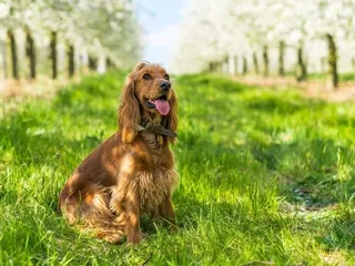 How Long Do Cocker Spaniels Live? Average Lifespan, Data & Care Guide