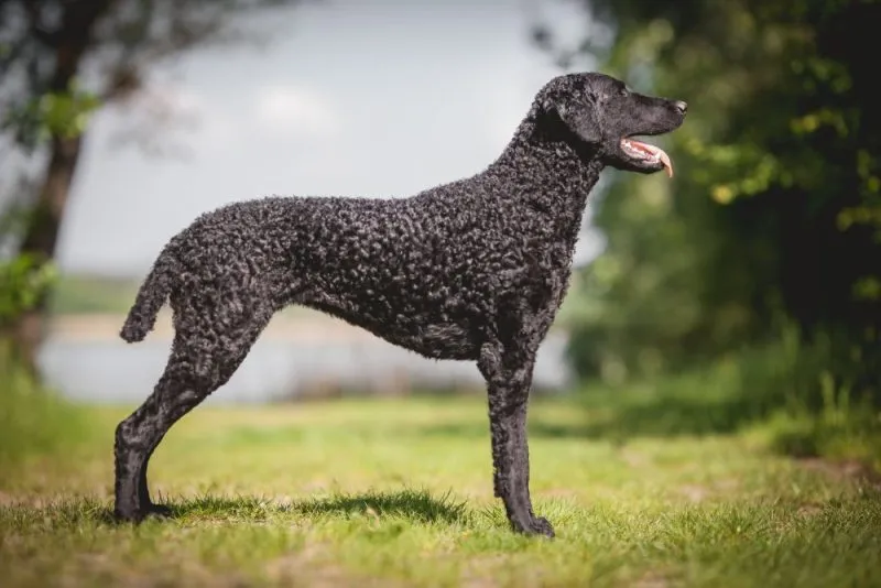 black curly coated retriever dog at the park