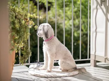 How to Dog Proof a Balcony: 10 Simple Tips to Keep Your Pup Safe
