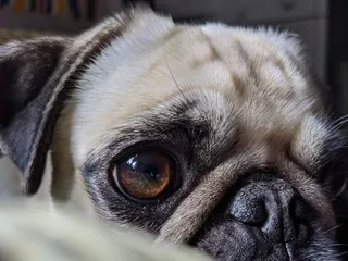 Is It True That Dogs Only See in Black and White? Facts & FAQ