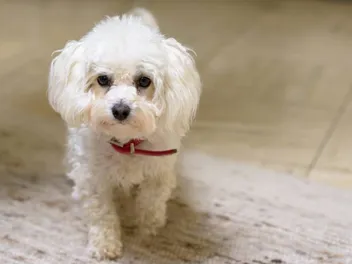 Do Hypoallergenic Dogs Exist? What Science Says